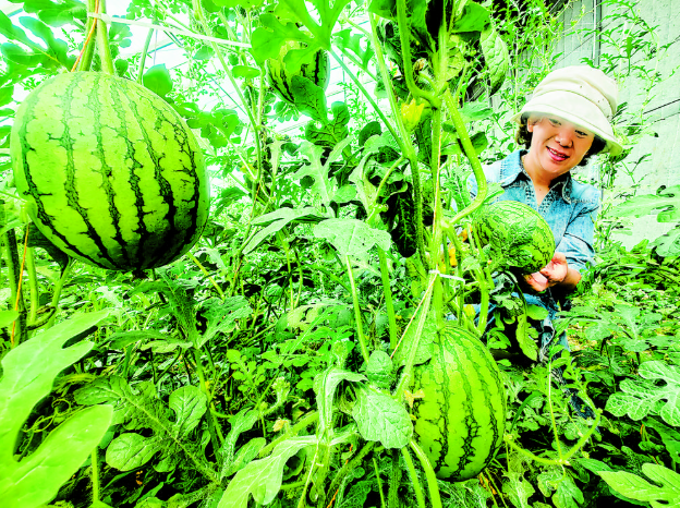 订单农业助增收